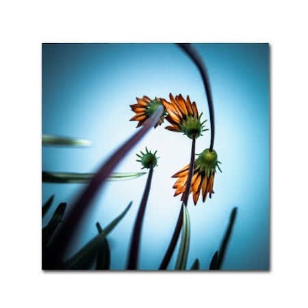 Fgr100 'Flower Love' Canvas Art,14x14